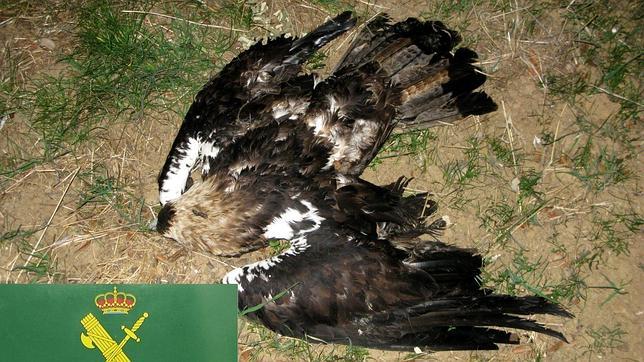 Detectan cebos envenenados en la finca de Ciudad Real donde murieron seis águilas imperiales