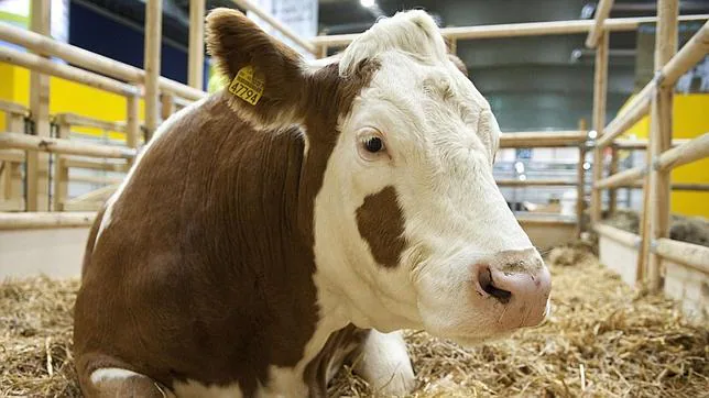 Alerta en Europa por un nuevo virus que ataca a la ganadería
