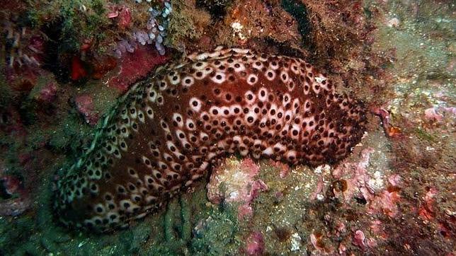 Las deyecciones del pepino de mar contrarrestan los efectos nocivos del cambio climático