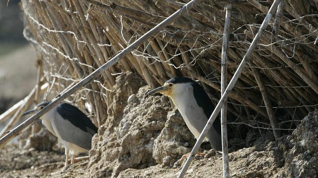 Las aves, el mejor atractivo de los humedales