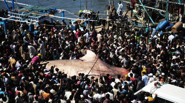 Aparece un gigantesco tiburón en Karachi