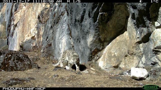 Primeras fotos del leopardo de las nieves en el Parque Centenario de Bután