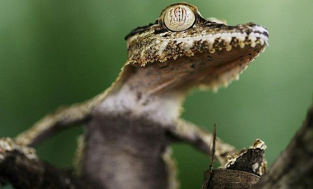 Crean un impresionante material superadhesivo inspirado en las patas de los lagartos