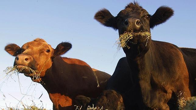 La primera carne artificial será realidad en otoño