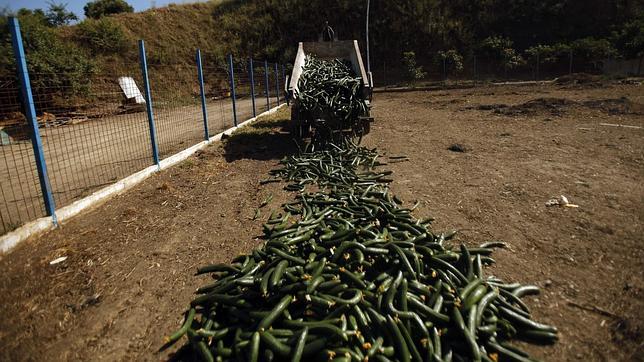 La crisis de la bacteria E. coli pasa factura a la exportación hortofrutícola española
