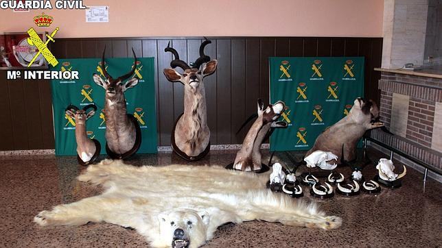 Intervienen 17 animales exóticos disecados en un restaurante de Barcelona