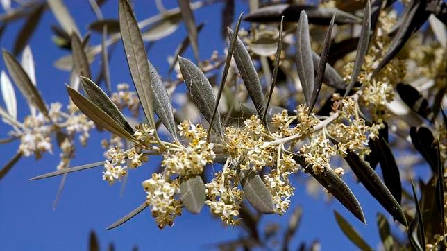La alergia al polen pasa de ser estacional a «casi perenne»
