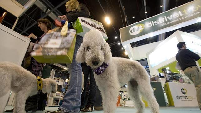 El spa de mascotas más grande de España