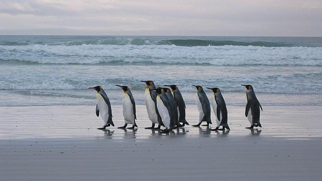 Un estudio alerta del riesgo de extinción para las aves marinas