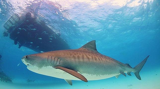 Descartan que el buceo turístico tenga consecuencias negativas para los escualos