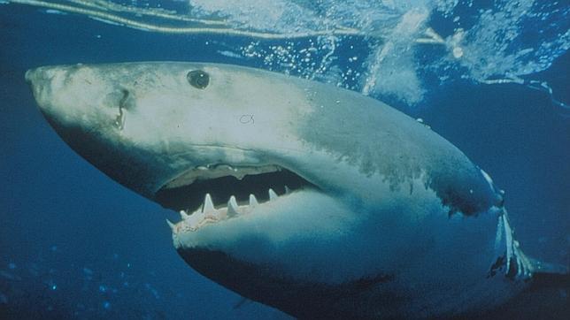 El hijo de Gadafi encargó un crucero que incluía un tanque de tiburones