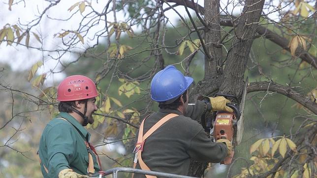 «Teleárbol», conozca por internet el estado de cada árbol de Madrid