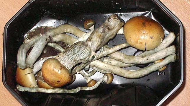 Los alucinógenos reducen la actividad cerebral y limitan «la conciencia y la identidad personal»