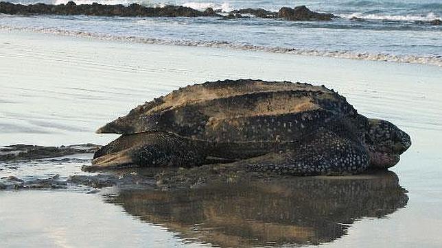 Un grupo armado saquea 19 nidos de tortuga baula en Costa Rica