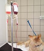 Así funciona un banco de sangre animal