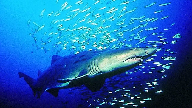 Oceana elogia la decisión del Parlamento Europeo de reforzar la prohibición del cercenamiento de aletas de tiburón