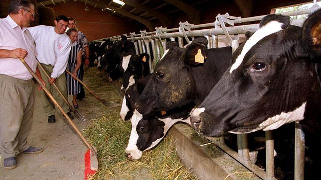 La insostenible ecuación ganadera: un kilo de pienso cuesta un 10% más que el litro de leche