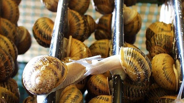 Los griegos recurren al cultivo de caracoles como método para combatir la crisis