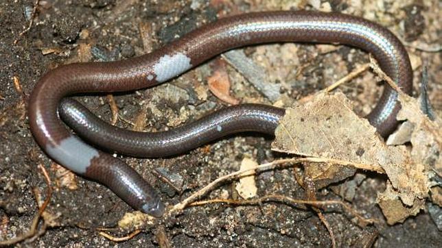 El lagarto ciego y sin patas