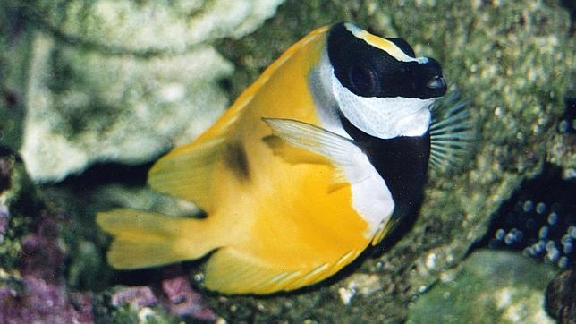 El voraz pez conejo podría llegar al litoral español, advierte un centro del CSIC