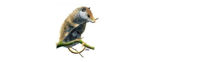 El marsupial de Castellón, el último de Europa