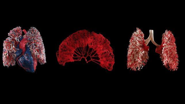 ¿Sabes cómo funciona tu cuerpo?