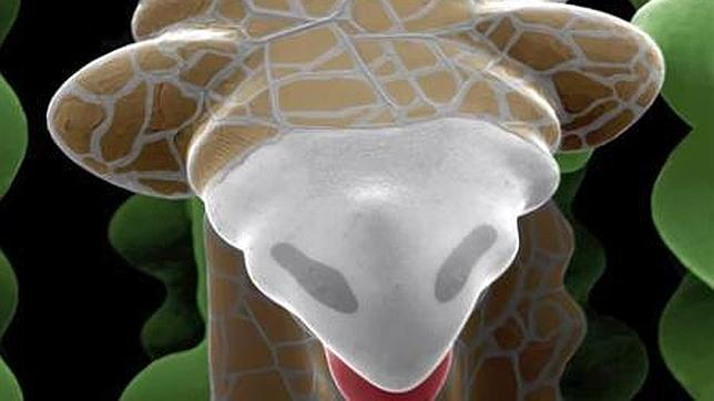 La jirafa más pequeña del mundo