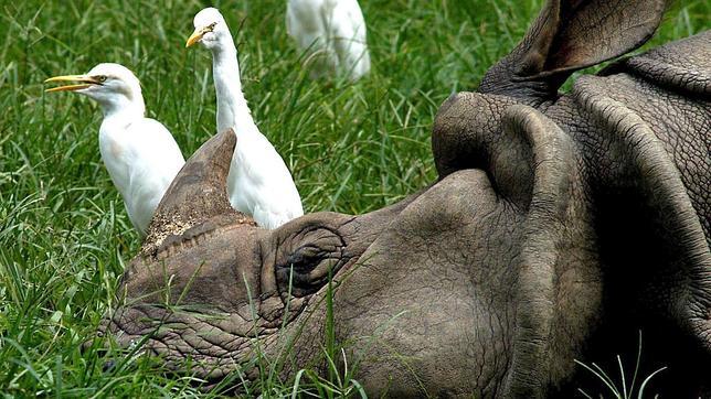 El príncipe Guillermo condena el tráfico ilegal de cuerno de rinoceronte