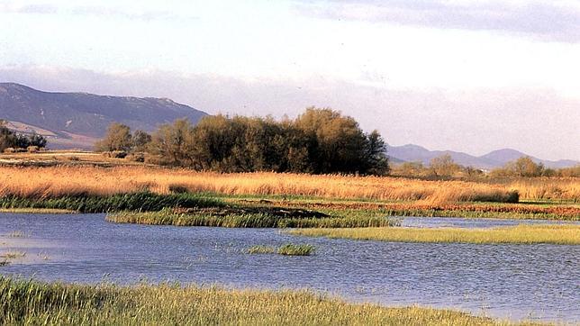 Investigan un brote de botulismo en una laguna próxima a Las Tablas de Daimiel