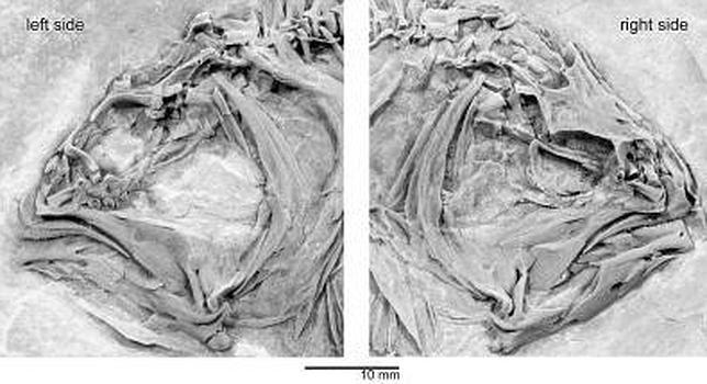 El misterio de los peces de cabeza plana