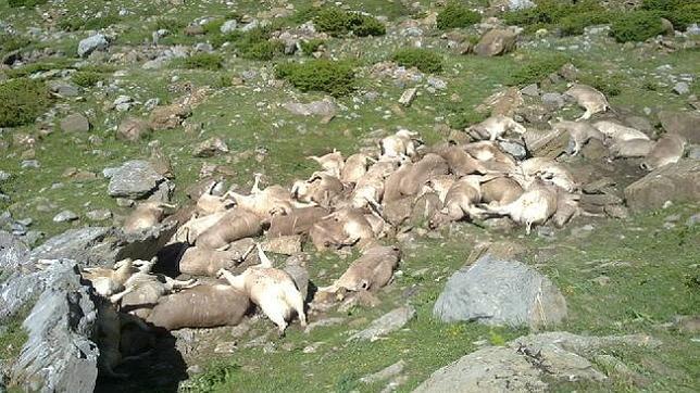 Mueren 61 novillas al despeñarse por un barranco en los Pirineos