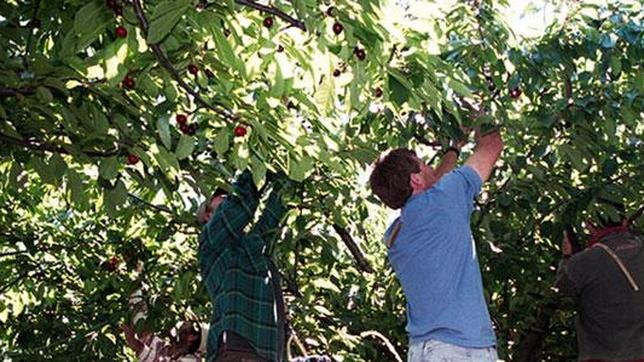 Trabajo sanciona a familiares que ayudan a recoger cerezas sin estar dados de alta
