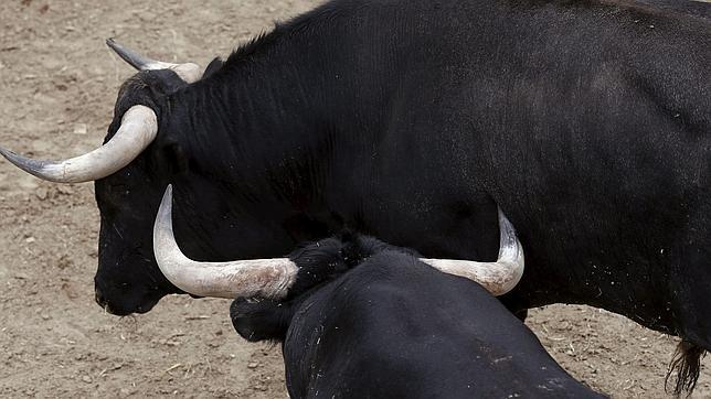 Los miuras ya están en los corrales de Pamplona