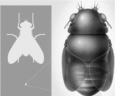 La mosca más pequeña del mundo, de 0,4 milímetros, es una «decapitadora» de hormigas