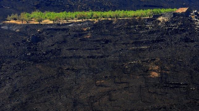 Valencia cifra en 48.500 las hectáreas quemadas por los fuegos que aún siguen activos