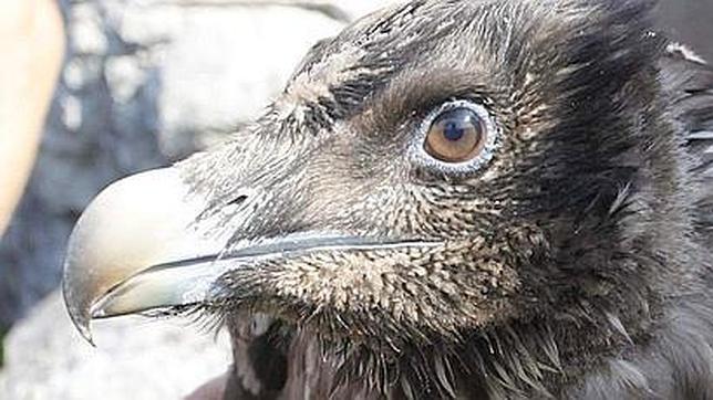 «Atilano», un quebrantahuesos en los Picos de Europa