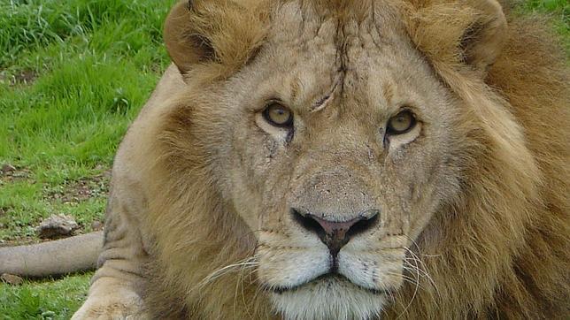 Las mafias asiáticas de cuernos de rinoceronte apuntan al león sudafricano