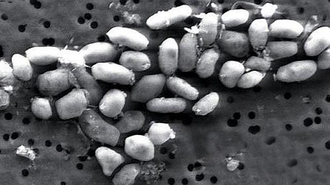 Científicos refutan la teoría de una bacteria que vive sólo de arsénico