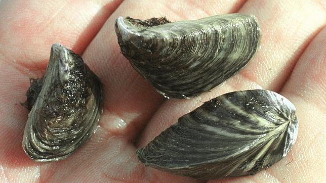 Las especies invasoras son más dañinas para el medio ambiente que los incendios forestales