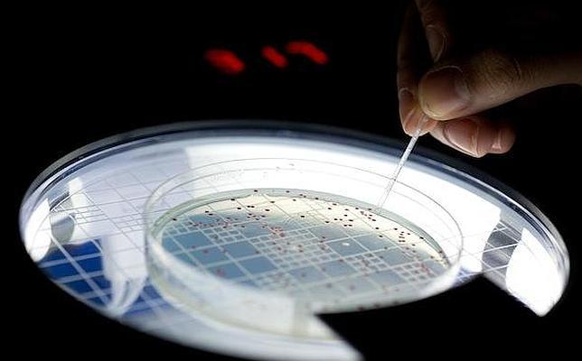 Logran insertar un gen prehistórico en un organismo moderno
