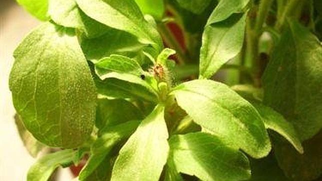 Stevia, un edulcorante a prueba de diabetes