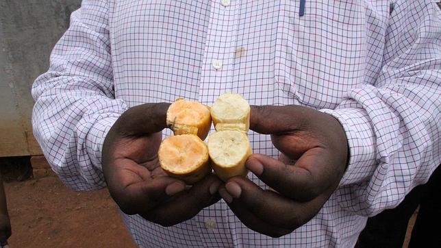 Genética para frenar el hambre