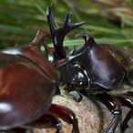 Grandes cuernos, mejores machos