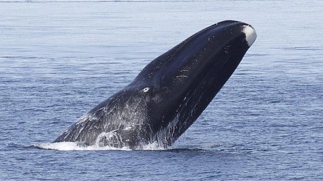 Escucha a las ballenas amenazadas que cantan como los pájaros