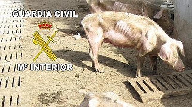 Dejaban morir de hambre a 60 cerdos en una granja abandonada
