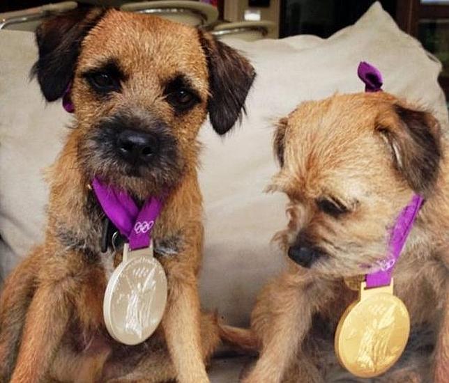 Londres 2012: Los perros de Andy Murray, medallas de oro y plata en Twitter