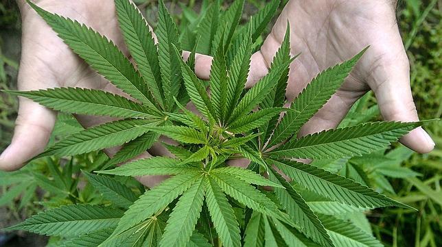 Un pastel de marihuana para una niña de tres años