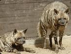 Nacen tres crías de hiena rayada en el Zoo de Guillena