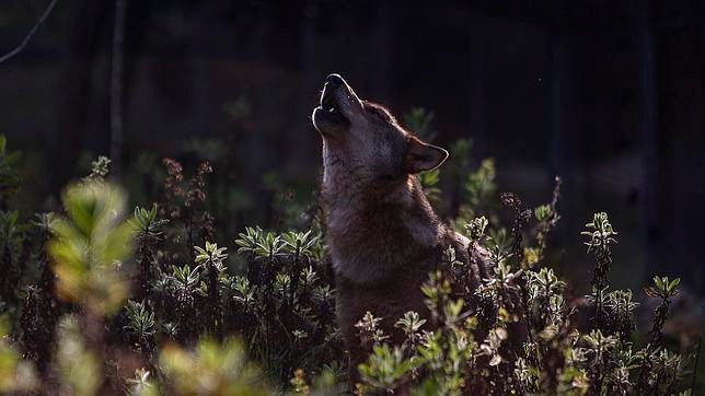 Ecologistas recurren contra la realización de control poblacional del lobo en Picos de Europa