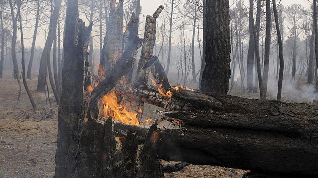 Declarado un incendio de nivel 1 en el monte Pajariel de Ponferrada